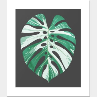 Monstera variegata leaf Posters and Art